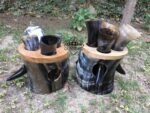 Viking Drinking Horn set | Parties, Game of Thrones| Small Horn 4 Cup| Groomsmen Gift, Groomsman, Gifts For Men, Thanks giving gift
